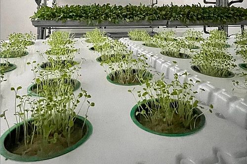 Фото: пресс-службы SkyFarm